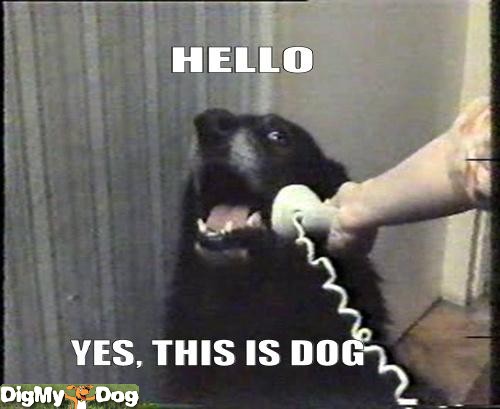 perfect-phone-manners-telephone-dog-dogs