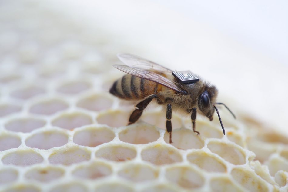 Intel Edison βοηθά την έρευνα για την προστασία των μελισσών